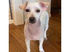 Adopt Winter a White - with Tan, Yellow or Fawn Mixed Breed (Small) / Mixed dog