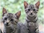 Adopt India and Pluma a Gray, Blue or Silver Tabby Tabby (short coat) cat in