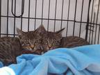 Adopt Nib and Quill a Gray, Blue or Silver Tabby Tabby (short coat) cat in