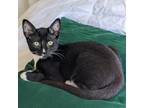 Adopt Jumpluff a All Black Domestic Shorthair / Mixed cat in North Hollywood