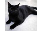 Adopt Maisey a All Black Domestic Shorthair / Mixed cat in Lakeland