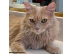 Adopt Fluff OS a Tan or Fawn Domestic Longhair / Mixed cat in Las Vegas