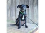 Adopt Peggy a Black - with White Feist / Mixed dog in Virginia Beach