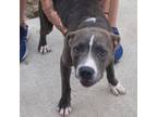 Adopt Gibbs a Black Carolina Dog / Mixed dog in joppa, MD (38645637)