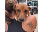 Adopt Jax a Brown/Chocolate Carolina Dog / Mixed dog in joppa, MD (38645636)