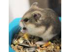 Adopt Hasbro a Hamster small animal in Gloucester, VA (38645620)