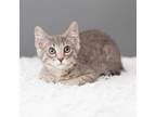Adopt Plato a Gray or Blue Domestic Shorthair / Mixed cat in Minneapolis