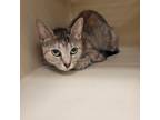 Adopt Itty Bit a Gray or Blue Domestic Shorthair / Mixed cat in Chattanooga