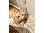 Adopt Cheeto a Orange or Red Tabby Domestic Mediumhair (medium coat) cat in Las