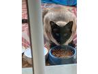 Adopt Bandit a Brown or Chocolate Siamese (short coat) cat in Grand Junction