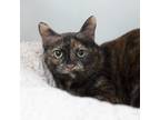 Adopt Megan a Tortoiseshell Domestic Shorthair / Mixed cat in Los Angeles