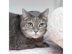 Adopt Mama a Gray or Blue Domestic Shorthair / Mixed cat in Los Angeles