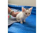 Adopt Tiny a White (Mostly) Domestic Shorthair (short coat) cat in Grand