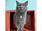 Adopt Gabriella a Gray or Blue Domestic Shorthair / Mixed cat in West Des