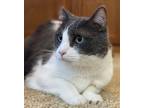 Adopt O'Grady a White Domestic Shorthair / Domestic Shorthair / Mixed cat in