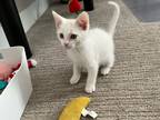 Adopt Archie a White (Mostly) Domestic Shorthair (short coat) cat in Grand