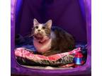 Adopt Lilo a Gray or Blue (Mostly) Domestic Mediumhair (medium coat) cat in