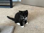 Adopt Ringo a Black & White or Tuxedo Domestic Shorthair (short coat) cat in