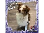 Adopt Taffy (Courtesy Post) a Red/Golden/Orange/Chestnut - with White Australian