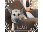 Adopt Loba (Courtesy Post) a Tan/Yellow/Fawn - with Black German Shepherd Dog /