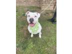 Adopt Sirena a White Pit Bull Terrier dog in Dickson, TN (38644942)