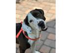 Adopt Missy T a White - with Brown or Chocolate Basset Hound / Pit Bull Terrier