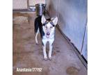 Adopt Anastasia a Brown/Chocolate Blue Heeler / Siberian Husky / Mixed dog in