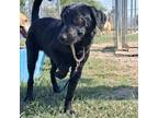 Adopt Yan a Black Labrador Retriever / Mixed dog in Edinburg, TX (38644670)
