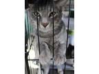 Adopt Mars a Gray or Blue (Mostly) Domestic Shorthair / Mixed cat in Richmond
