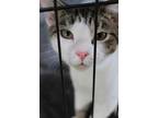 Adopt Jupiter a Gray or Blue (Mostly) Domestic Shorthair / Mixed cat in