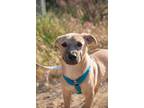 Adopt Jack a Tan/Yellow/Fawn - with Black Black Mouth Cur / Feist / Mixed dog in