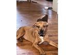 Adopt Zoey a Red/Golden/Orange/Chestnut Boxer / Plott Hound / Mixed dog in