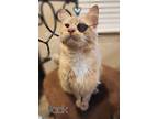 Adopt Captain Jack a Orange or Red Domestic Longhair (long coat) cat in Ocala