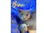 Adopt Binx a Gray or Blue Domestic Shorthair (short coat) cat in Greensburg