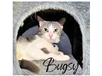 Adopt Bugsy a Gray, Blue or Silver Tabby Domestic Shorthair (short coat) cat in