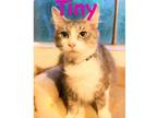 Adopt Tiny a Gray, Blue or Silver Tabby Domestic Shorthair (short coat) cat in