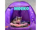 Adopt Meeko a Gray, Blue or Silver Tabby Domestic Shorthair (short coat) cat in