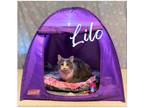 Adopt Lilo a Gray, Blue or Silver Tabby Domestic Shorthair (short coat) cat in