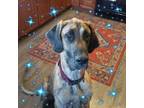 Adopt Riddick a Brindle Great Dane / Mixed dog in Reno, NV (38644107)