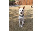 Adopt Navy a White - with Tan, Yellow or Fawn Jindo / Mixed dog in Toronto