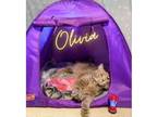 Adopt Olivia a Gray, Blue or Silver Tabby Domestic Longhair (long coat) cat in