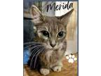 Adopt Merida a Gray, Blue or Silver Tabby Domestic Shorthair (short coat) cat in