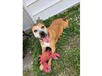 Adopt GiGi a Tan/Yellow/Fawn - with White Boxer / Mixed dog in Byron