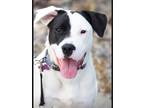 Adopt Butternut/Piper a White - with Black Pit Bull Terrier / Mixed dog in Reno
