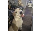 Adopt Venus a White - with Red, Golden, Orange or Chestnut Pit Bull Terrier /