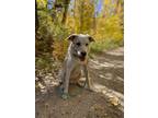 Adopt Gravy a White Border Collie / Mixed dog in Reno, NV (38643881)