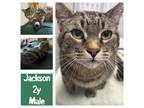 Adopt Jackson a Brown or Chocolate Domestic Shorthair / Mixed cat in West Olive