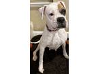 Adopt Joplin a White - with Red, Golden, Orange or Chestnut Boxer / Mixed dog in