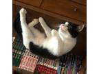 Adopt Callie a Black & White or Tuxedo Domestic Shorthair (short coat) cat in
