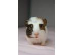 Adopt Lucy a White Guinea Pig / Guinea Pig / Mixed small animal in Newport